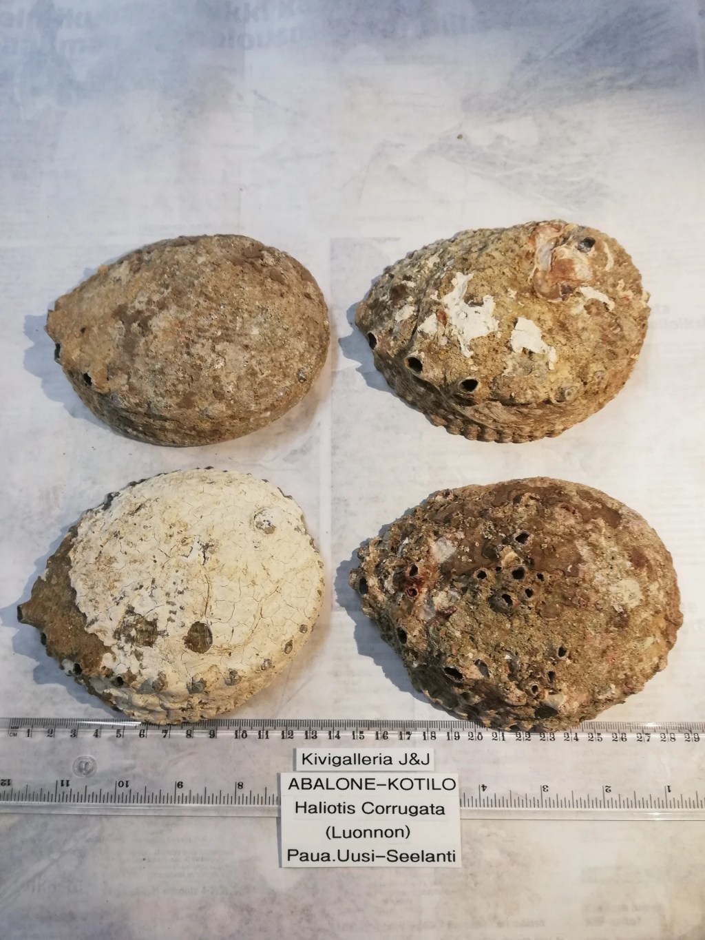 Abalone-Kotilo(Haliotis Corrugata)Paua.Uusi-Seelanti 18,00€