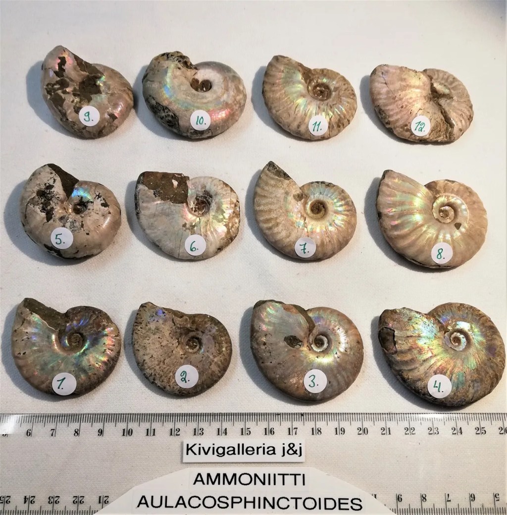 Ammoniitti Aulacosphinctoides, Madagaskar&nbsp;16,00€