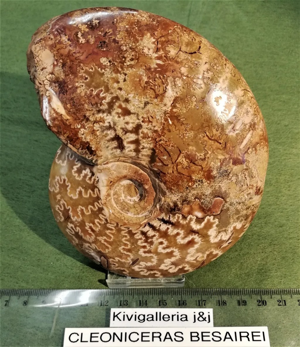 Ammoniitti Cleoniceras, Mitsinjo Madagaskar&nbsp;99,00€