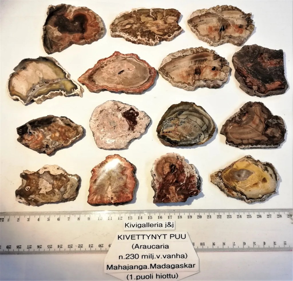 Araucaria -Kivettynyt puulevy, Madagaskar: 10,00&nbsp;€