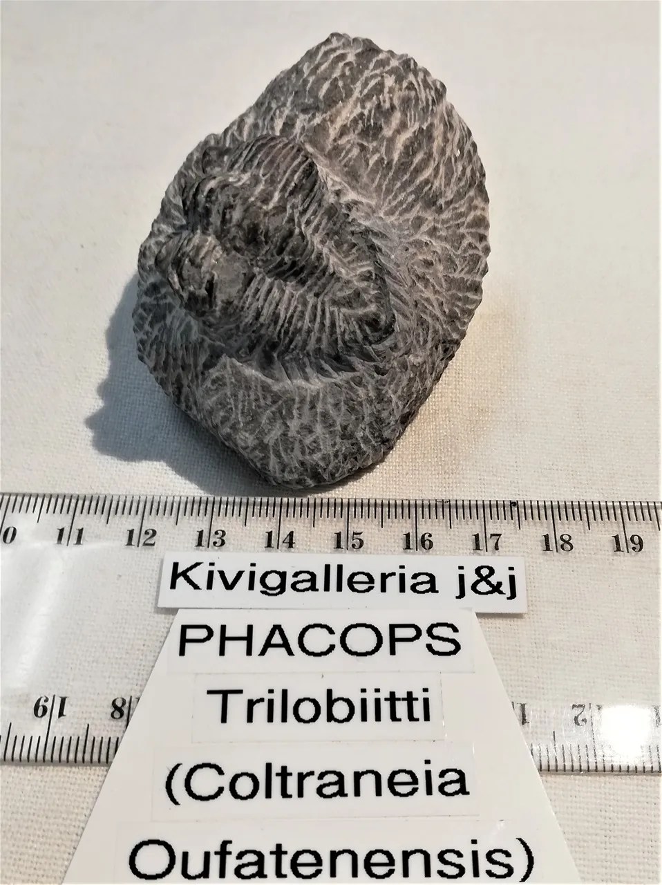 Coltraneia n.2, Marokko&nbsp;51,00€