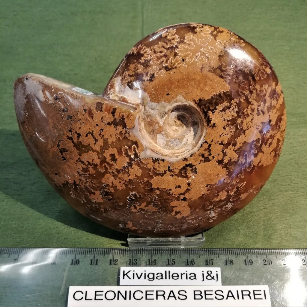 Ammoniitti Cleoniceras, Mitsinjo Madagaskar&nbsp;86,00€