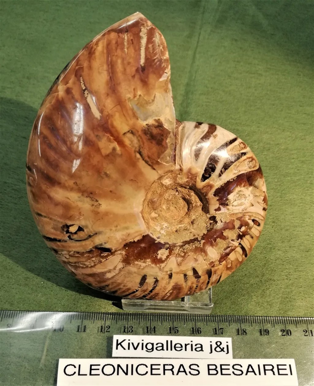 Ammoniitti Cleoniceras, Mitsinjo Madagaskar&nbsp;72,00€
