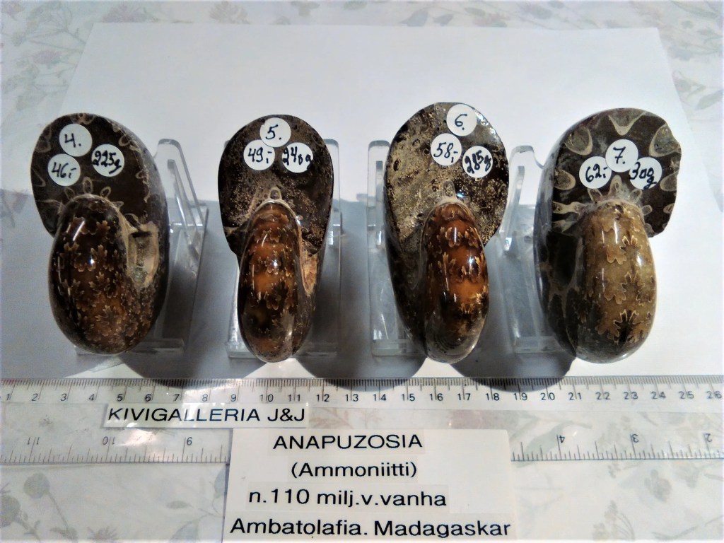 Ammoniitti -Anapuzosia nro.6, Ambatolafia Madagaskar&nbsp;58,00€