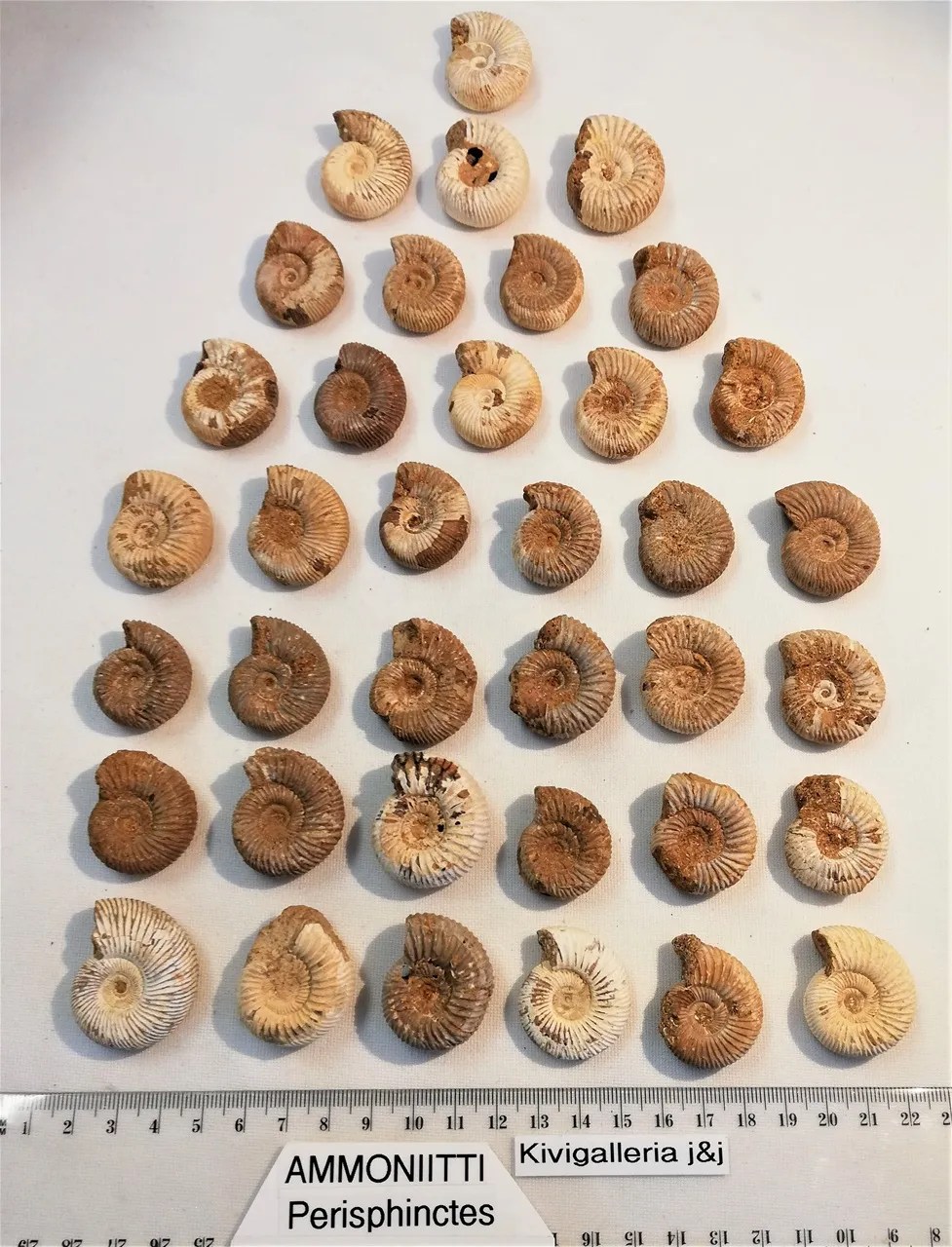 Ammoniitti EQ-laatu, Mitsinjo Madagaskar&nbsp;5,00€