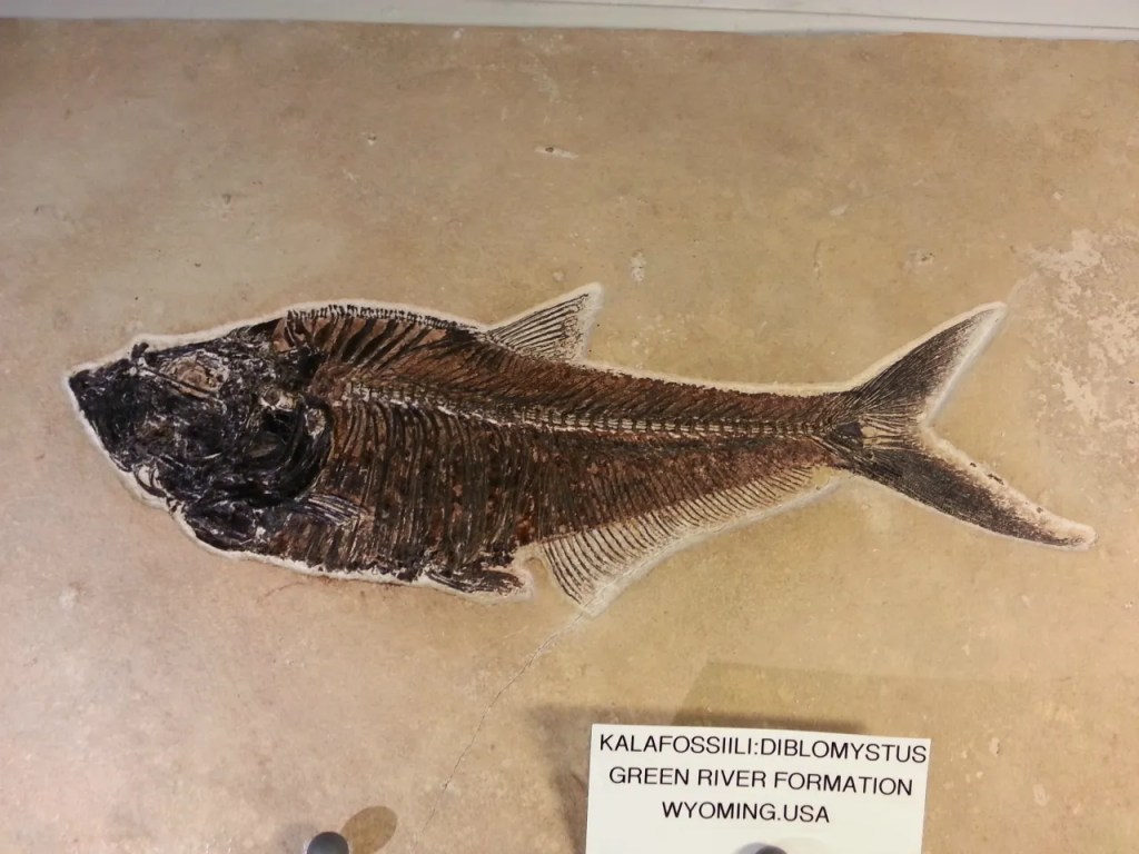 Diplomystus-Kalafossiili,Green River Formation USA 1&nbsp;480,00€