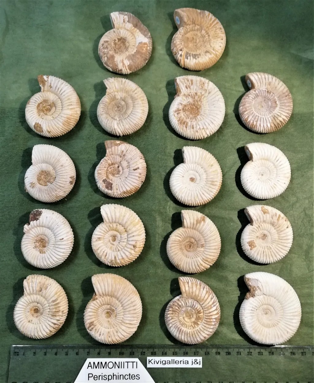 Ammoniitti valkoinen EQ-laatu, Madagaskar&nbsp;14,00€