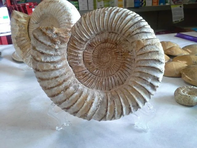 Ammoniitti Perisphinctes -luonnollinen,Madagaskar 200,00€