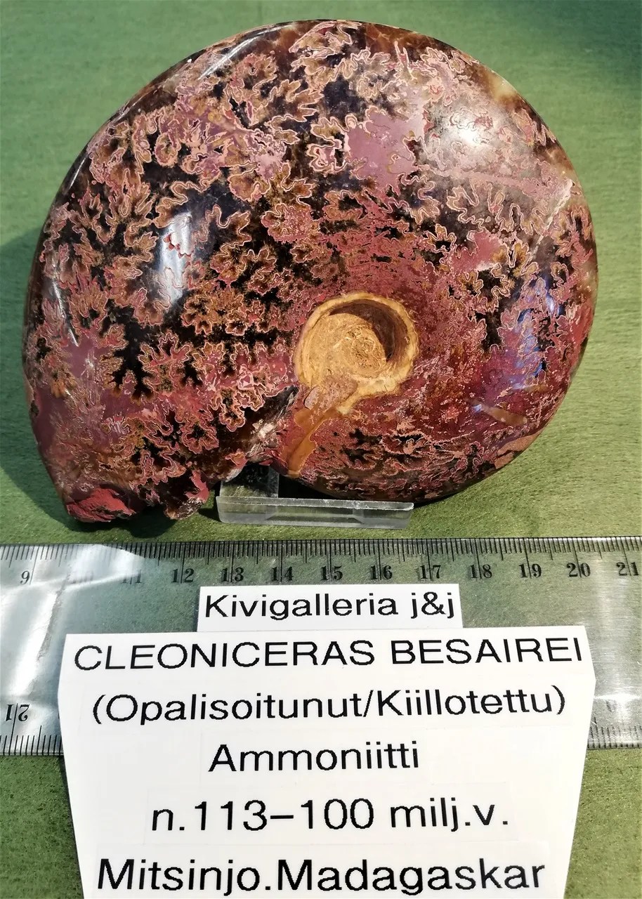 Ammoniitti Cleoniceras, Mitsinjo Madagaskar&nbsp;72,00€