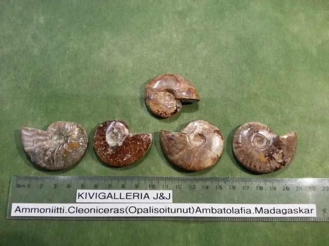 Ammoniitti Cleoniceras, Ambatolafia Madagaskar&nbsp;10,00€