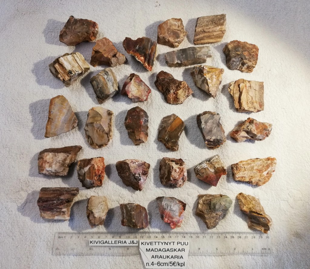 Araucaria -Kivettynyt puu raakapala, Madagaskar&nbsp;5,00€