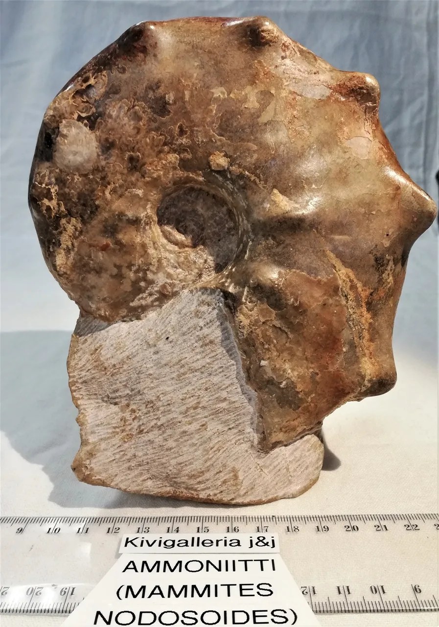 Ammoniitti Mammites Nodosoides, Goulmima Marokko&nbsp;168,00€