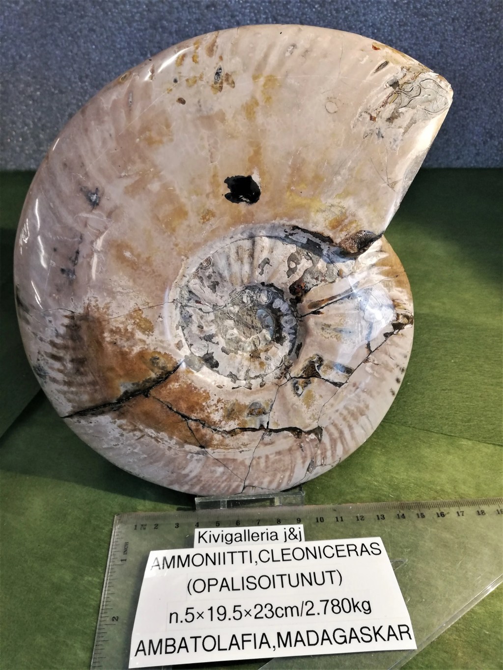 Ammoniitti Cleoniceras, Ambatolafia Madagaskar&nbsp;434,00€