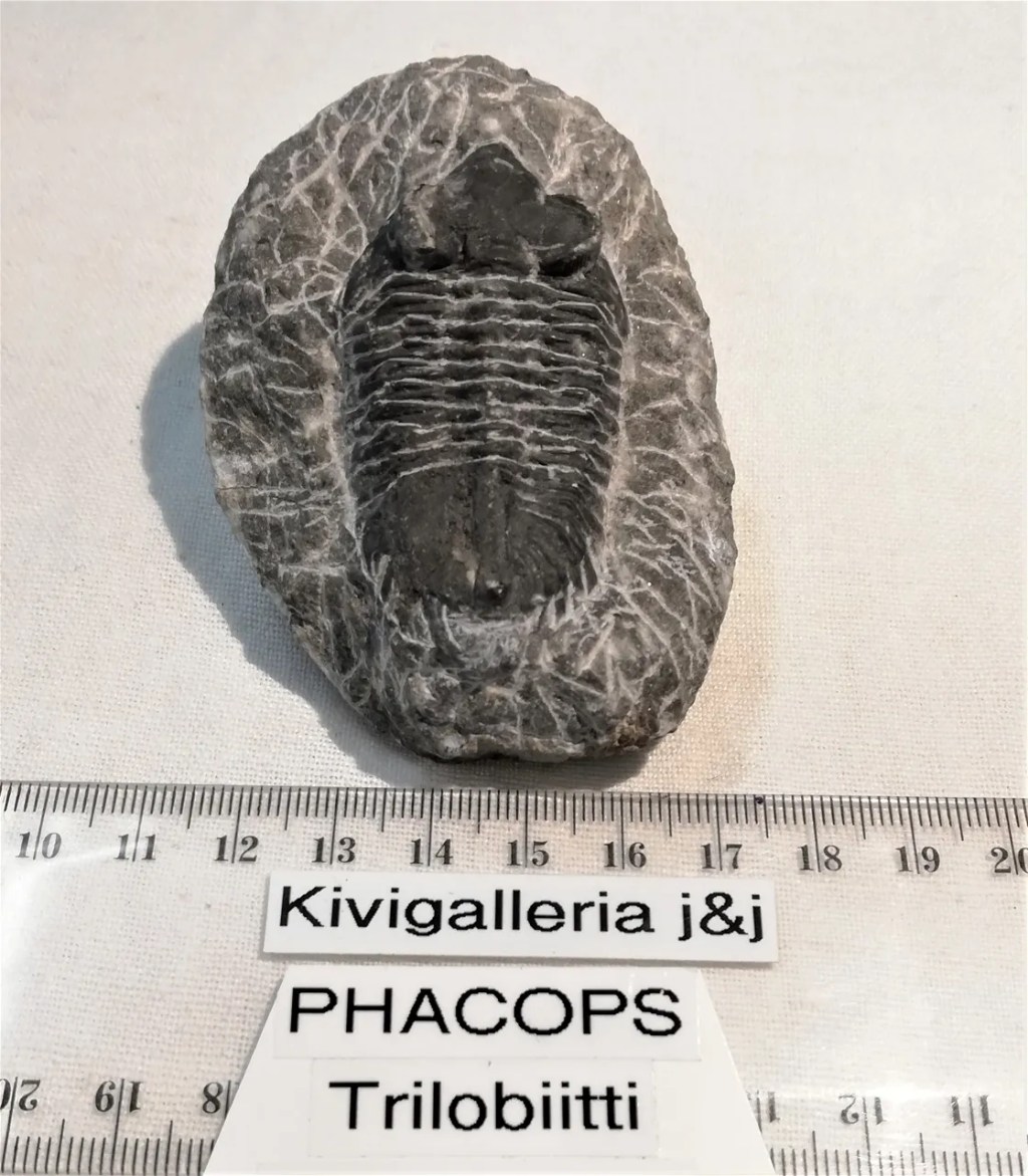 Coltraneia n.3, Marokko&nbsp;51,00€