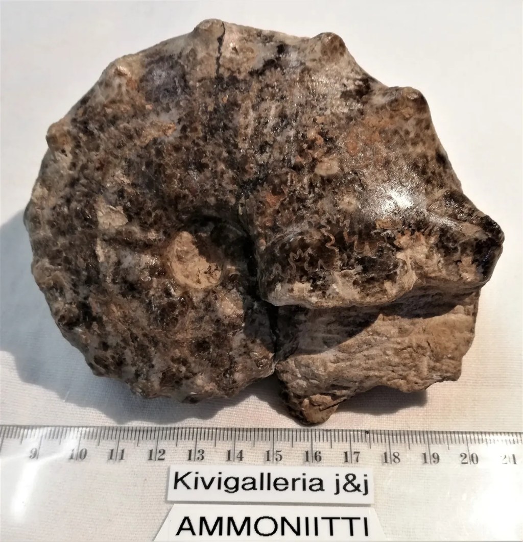 Ammoniitti Mammites Nodosoides, Goulmima Marokko&nbsp;79,00€