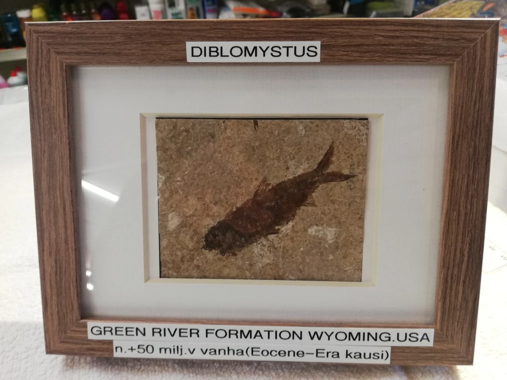 Diplomystus dentatus, Green River Formation USA&nbsp;85,00€