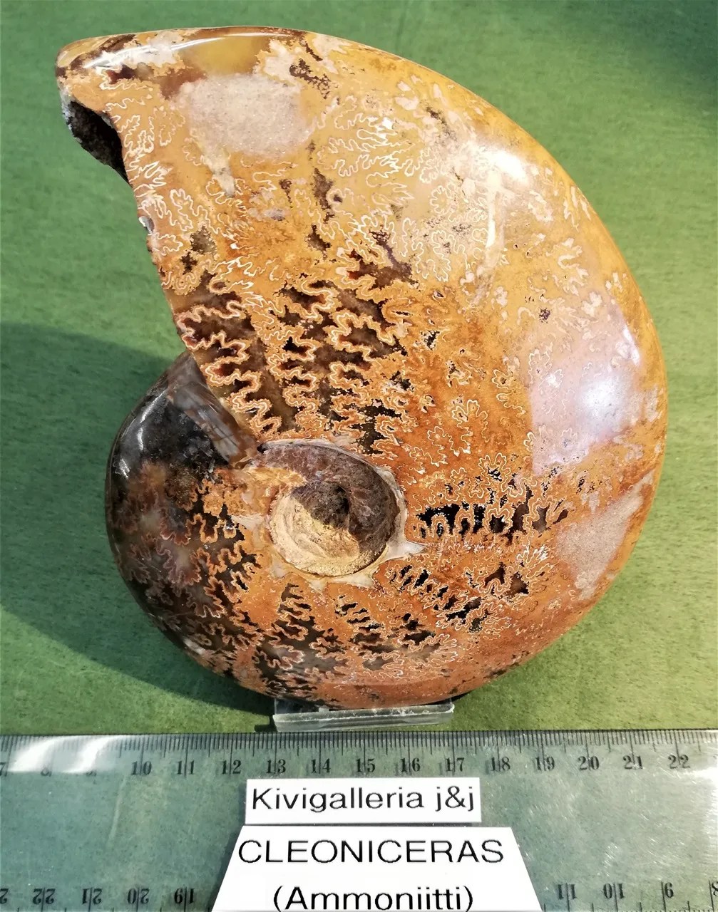 Ammoniitti Cleoniceras, Mitsinjo Madagaskar&nbsp;92,00€