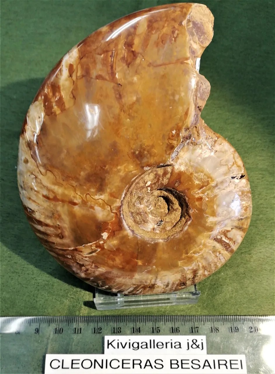 Ammoniitti Cleoniceras, Mitsinjo Madagaskar&nbsp;110,00€