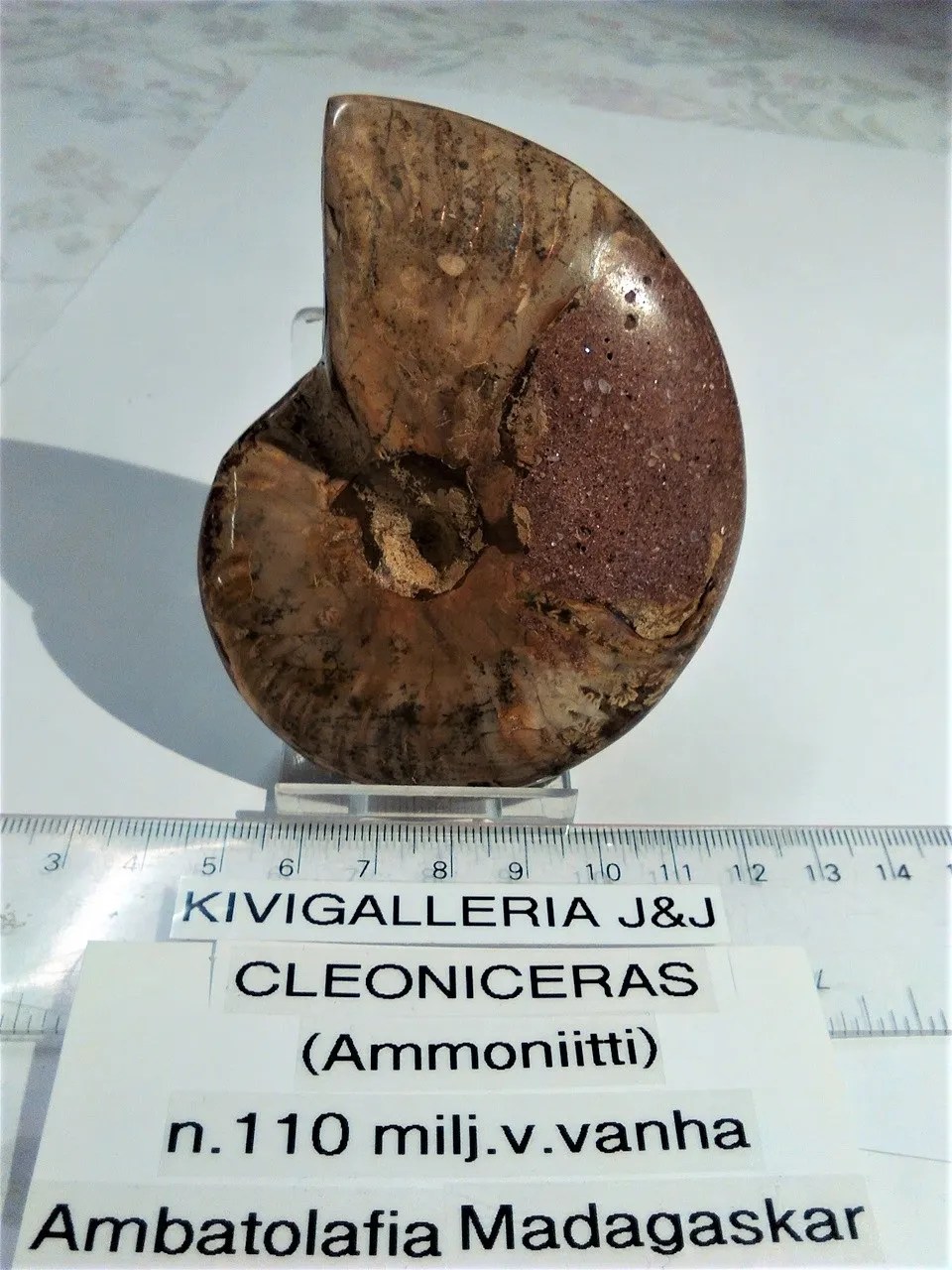 Cleoniceras nro.1, Ambatolafia Madagaskar&nbsp;37,00€