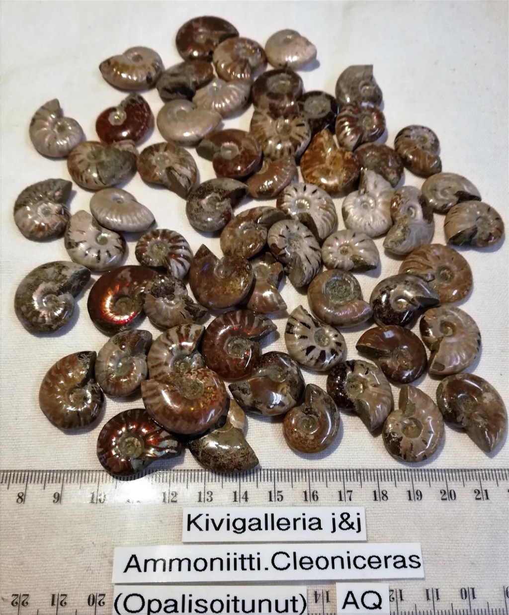Ammoniitti cleoniceras -opalisoitunut AQ-laatu&nbsp;4,00€