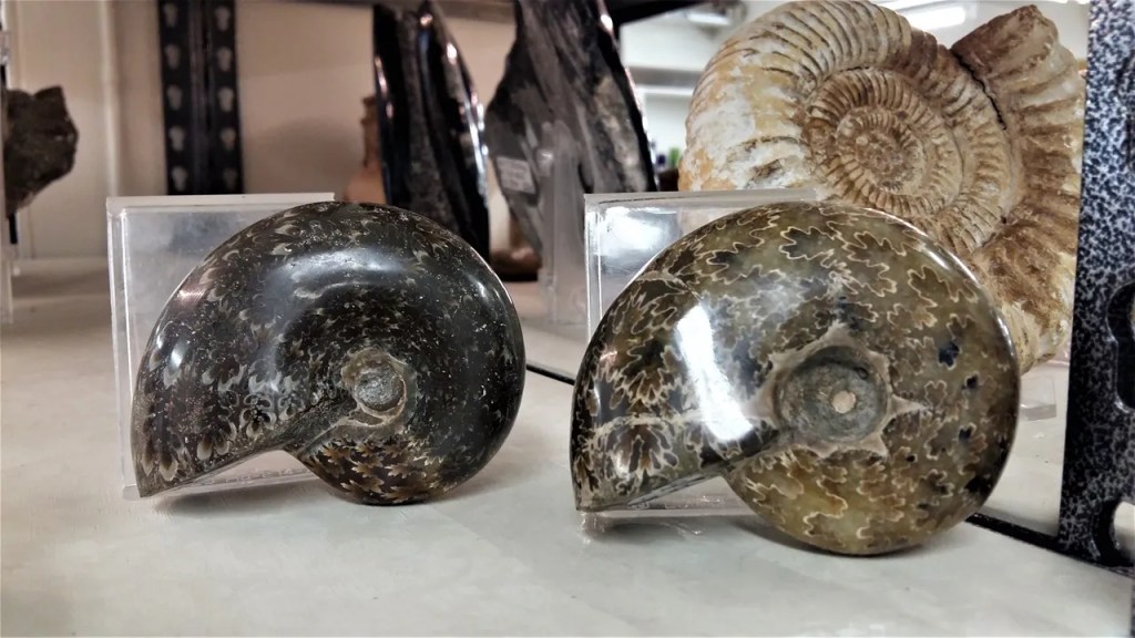 Ammoniitti -Anapuzosia nro.7, Ambatolafia Madagaskar&nbsp;62,00€