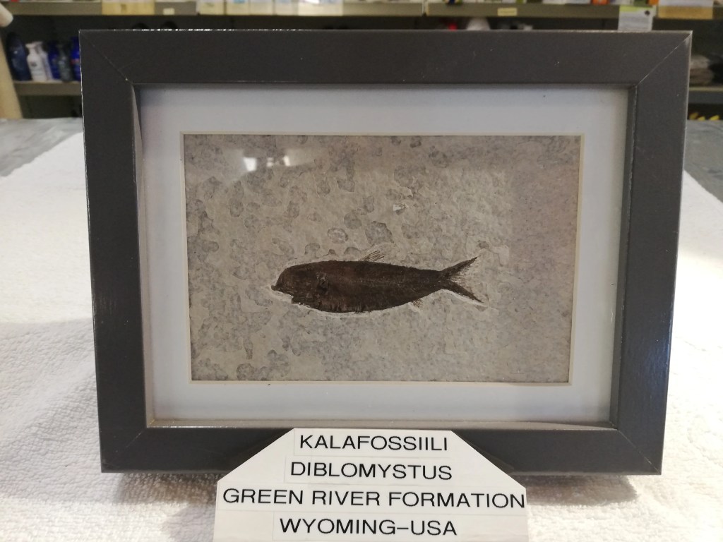 Diplomystus-Kalafossiili,Green River Formation USA&nbsp;70,00€