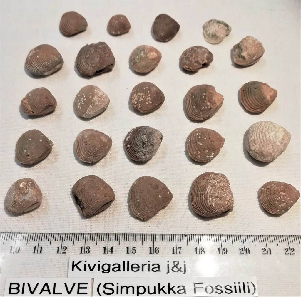 Bivalve -simpukkafossiili, Essaouira Marokko&nbsp;4,00€