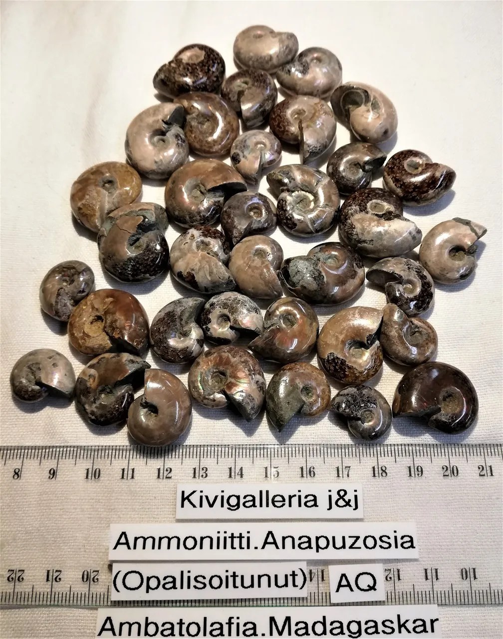 Ammoniitti Anapuzosia opalisoitunut AQ-laatu&nbsp;5,00€