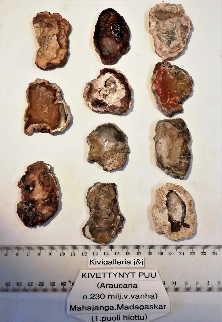 Araucaria -Kivettynyt puulevy, Madagaskar&nbsp;7,00€