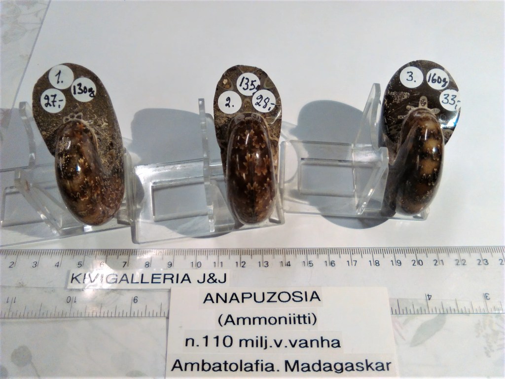 Ammoniitti -Anapuzosia nro. 2, Ambatolafia Madagaskar&nbsp;28,00€