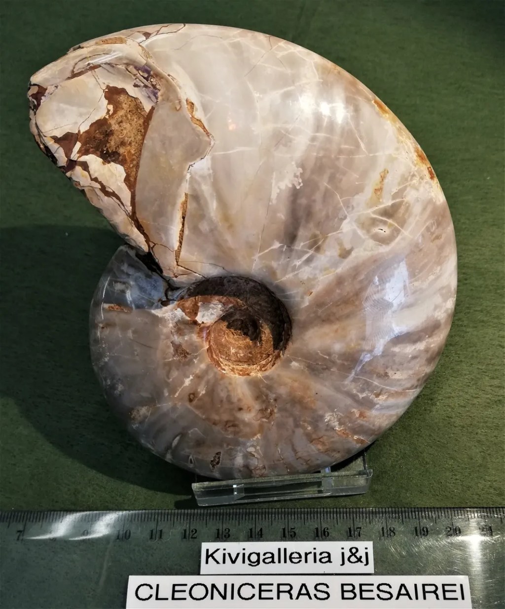 Ammoniitti Cleoniceras, Mitsinjo Madagaskar&nbsp;114,00€