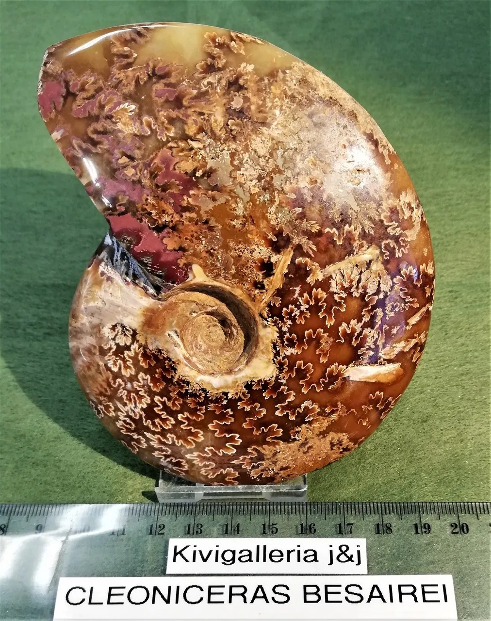 Ammoniitti Cleoniceras, Mitsinjo Madagaskar&nbsp;65,00€