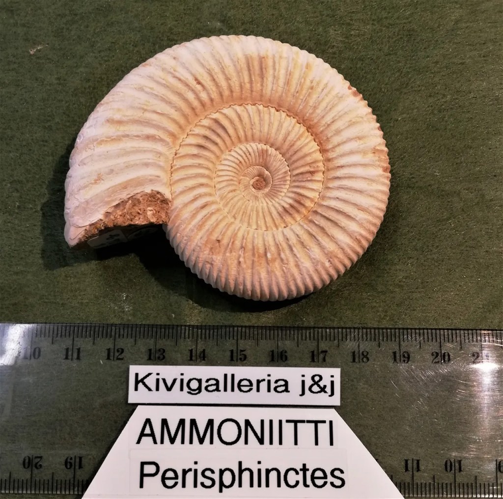 Ammoniitti valkoinen A/EQ-laatu, Madagaskar&nbsp;19,00€