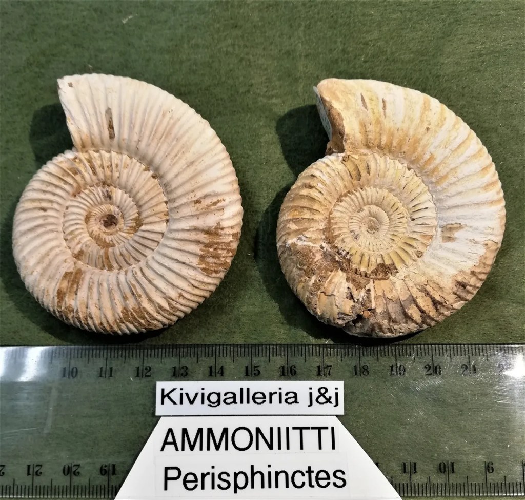 Ammoniitti valkoinen A/EQ-laatu, Madagaskar&nbsp;17,00€