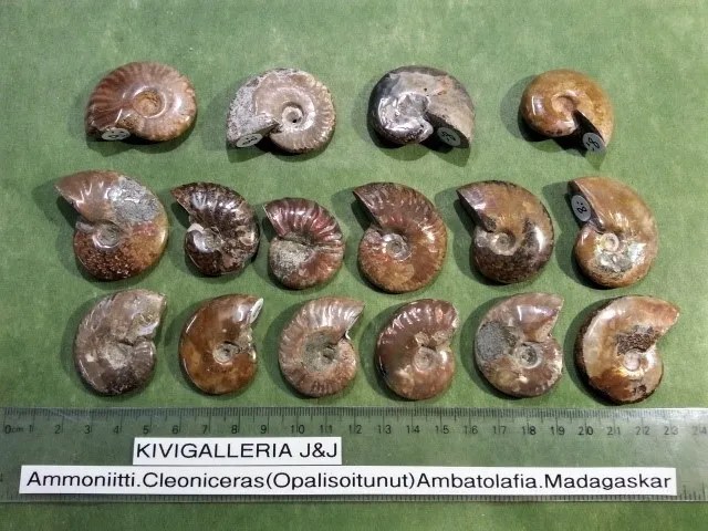 Ammoniitti Cleoniceras, Ambatolafia Madagaskar&nbsp;8,00€
