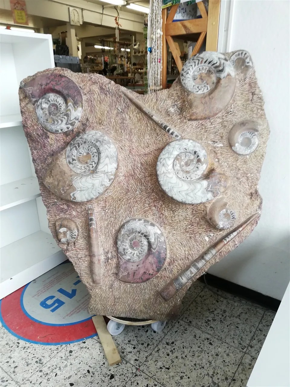 AMMONIITTI/ORTHOCERAS.(Taulu/Levy)Atlas-Vuoristo.M 3 260,00€