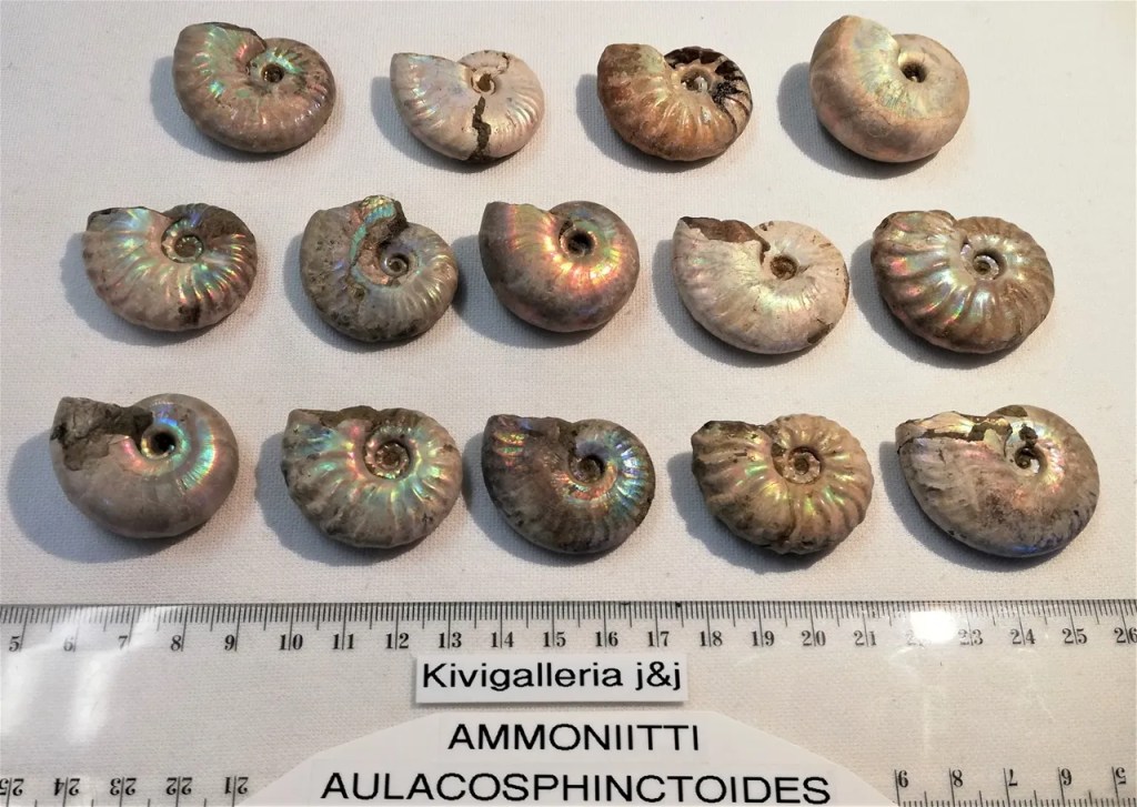 Ammoniitti Aulacosphinctoides, Madagaskar&nbsp;10,00€