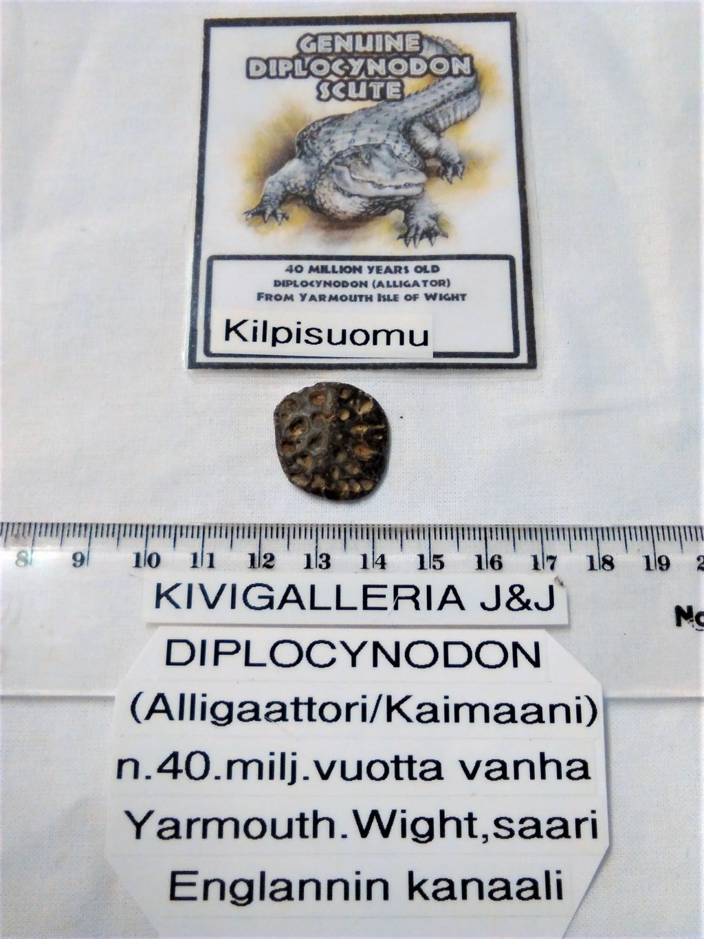 Diplocynodon -kilpisuomufossiili, Yarnmouth Englanti&nbsp;16,00€