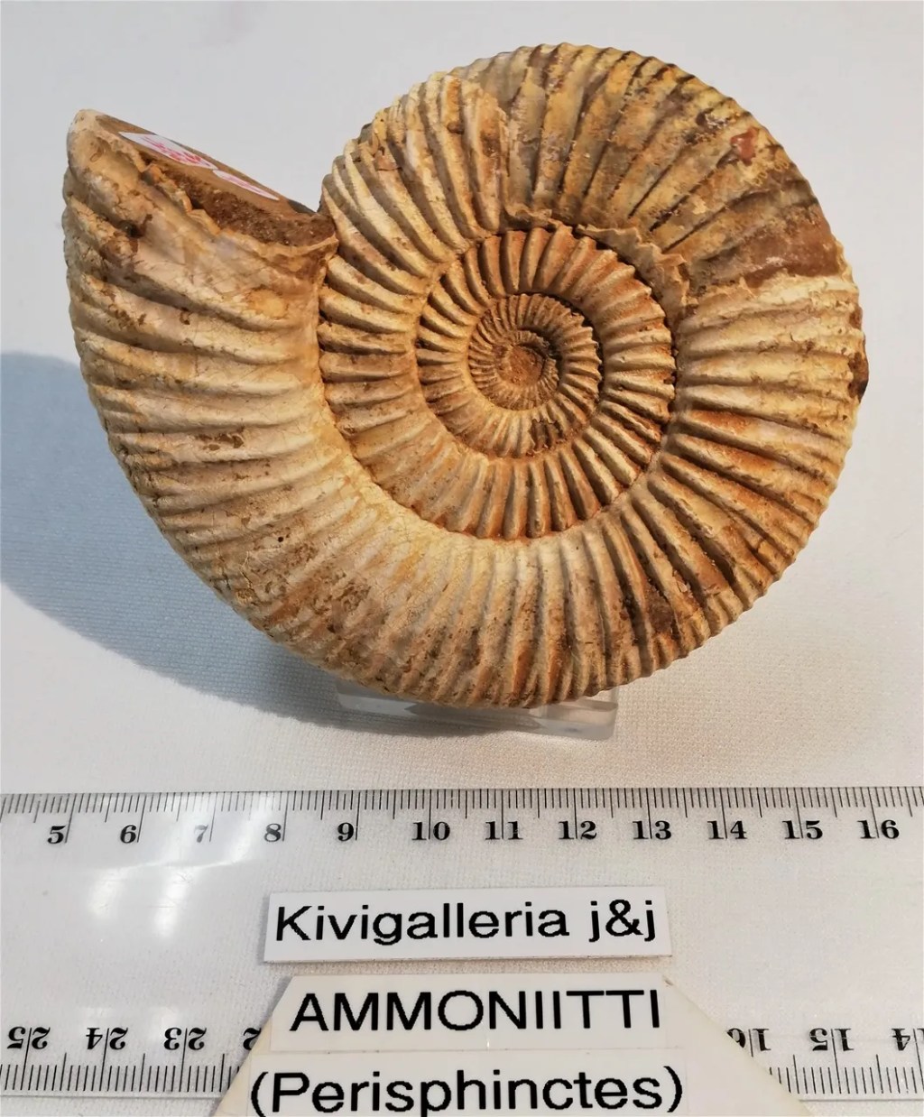 Ammoniitti -luonnollinen, Madagaskar&nbsp;33,00€