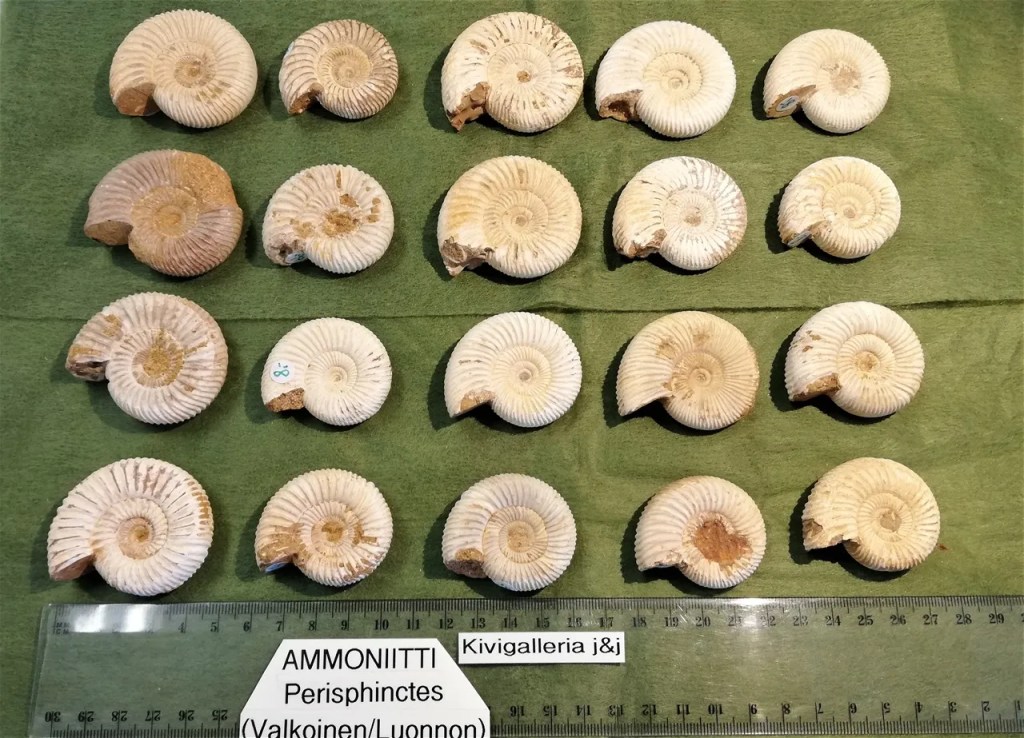 Ammoniitti Perisphinctes EQ-laatu, Madagaskar&nbsp;8,00€