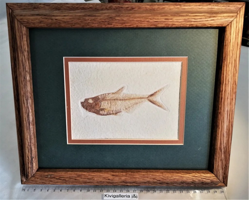 Diplomystus, Green River Formation Wyoming USA&nbsp;298,00€