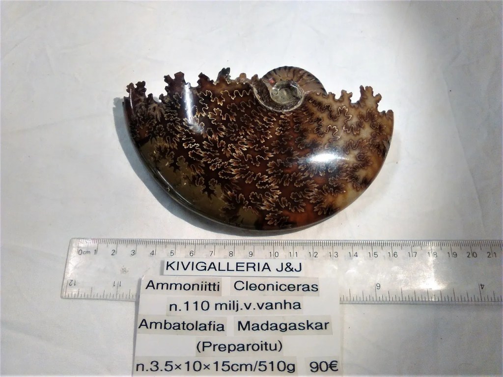 Ammoniitti -Cleoniceras -preparoitu, Ambatolafia M&nbsp;90,00€