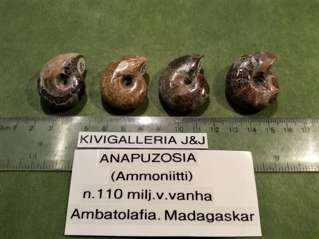Ammoniitti Anabuzosia, Ambatolafia Madagaskar&nbsp;8,00€