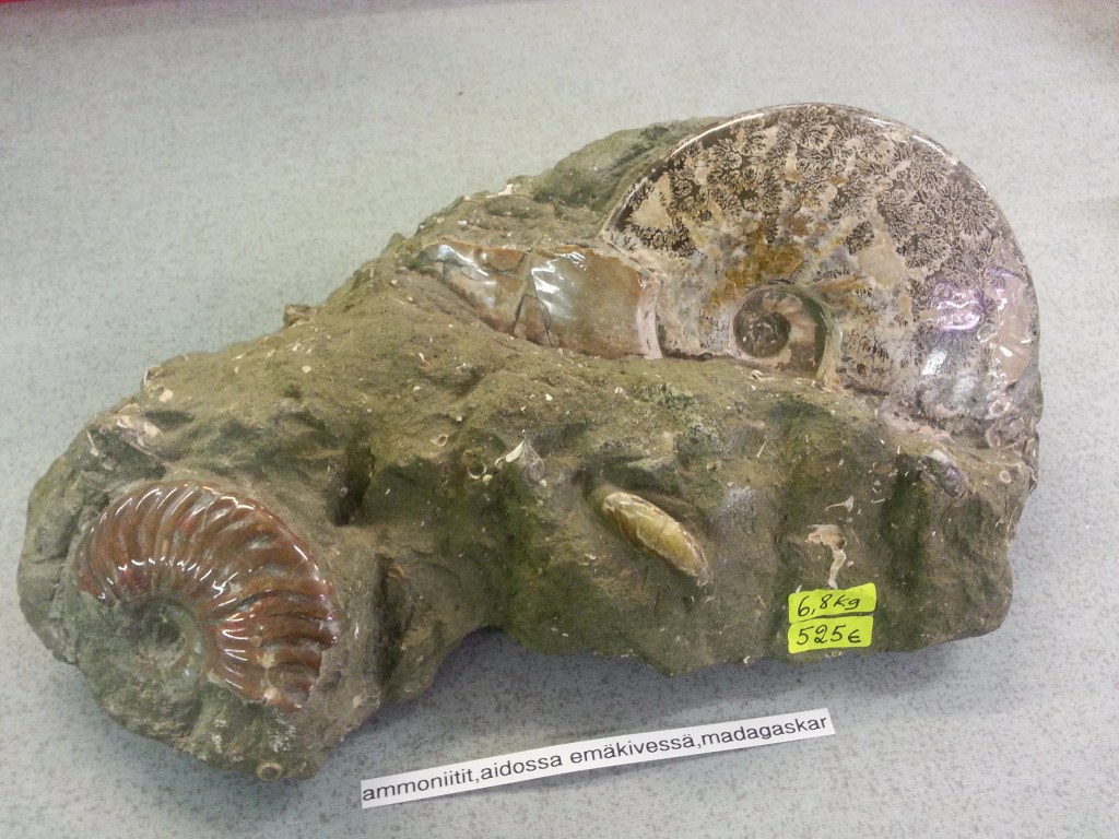Ammoniitit aidossa emäkivessä, Madagascar&nbsp;525,00€