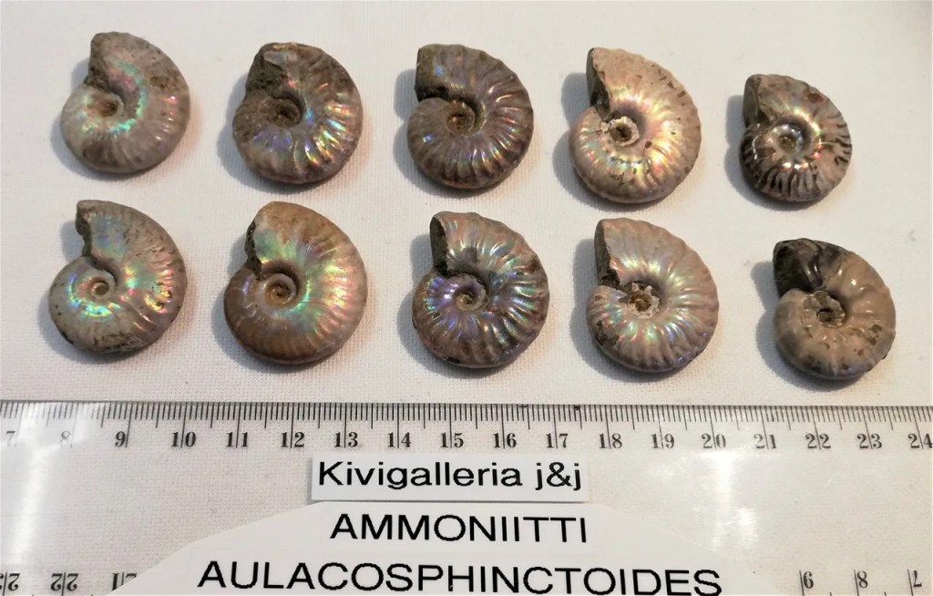 Ammoniitti Aulacosphinctoides, Madagaskar&nbsp;8,00€