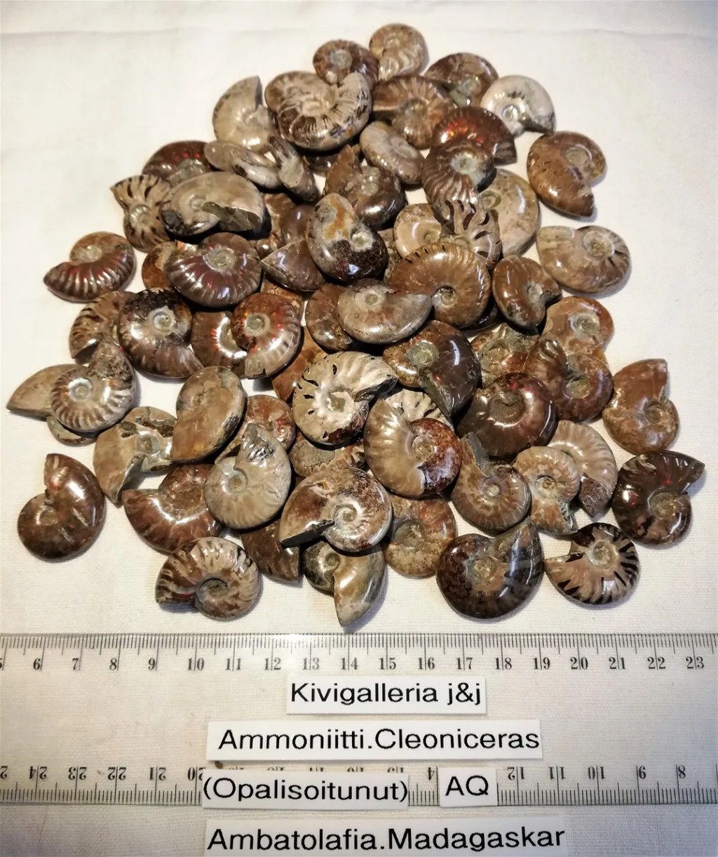 Ammoniitti cleoniceras -opalisoitunut AQ-laatu&nbsp;7,00€