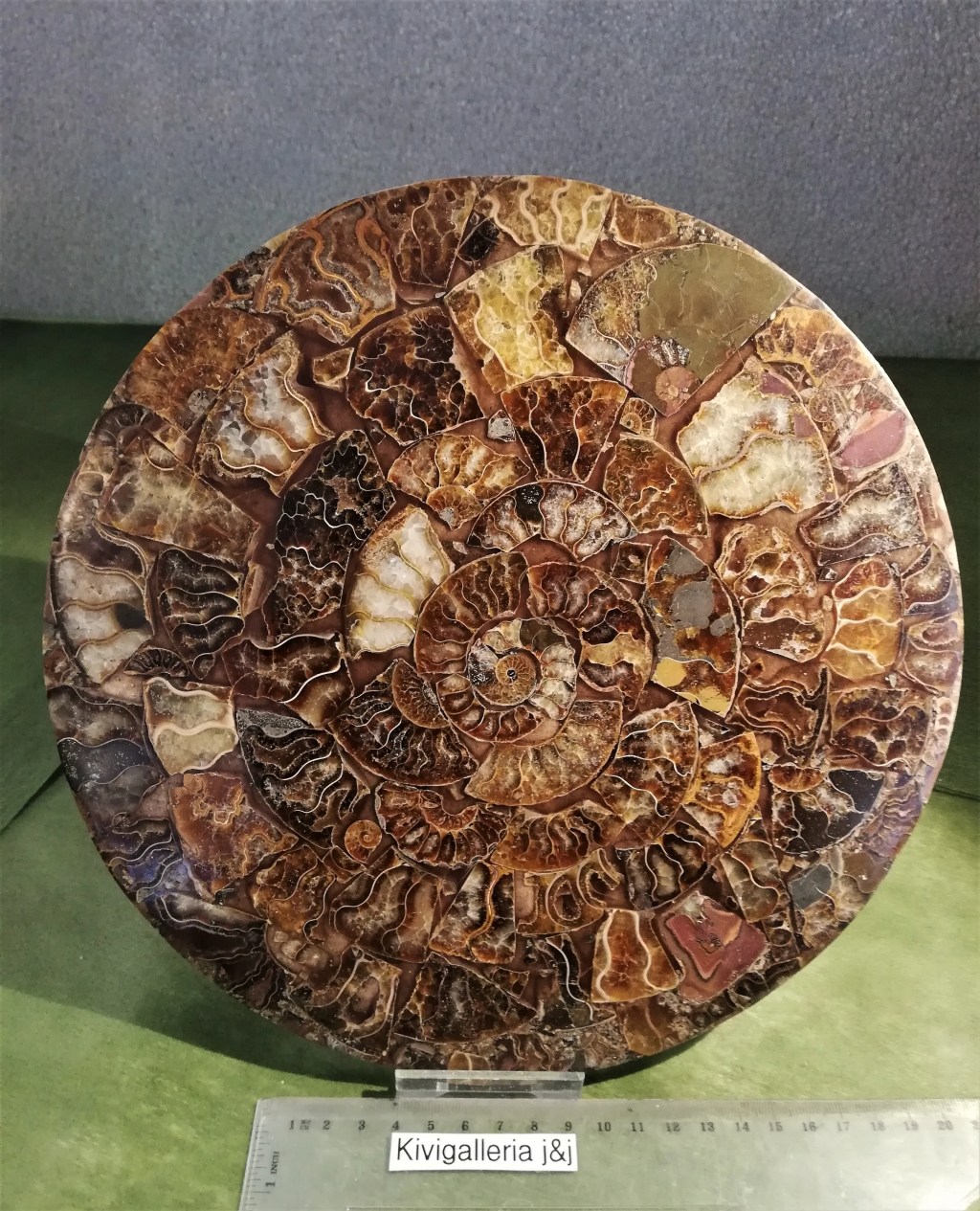 Ammoniitti Cleoniceras -levy, Madagaskar&nbsp;147,00€