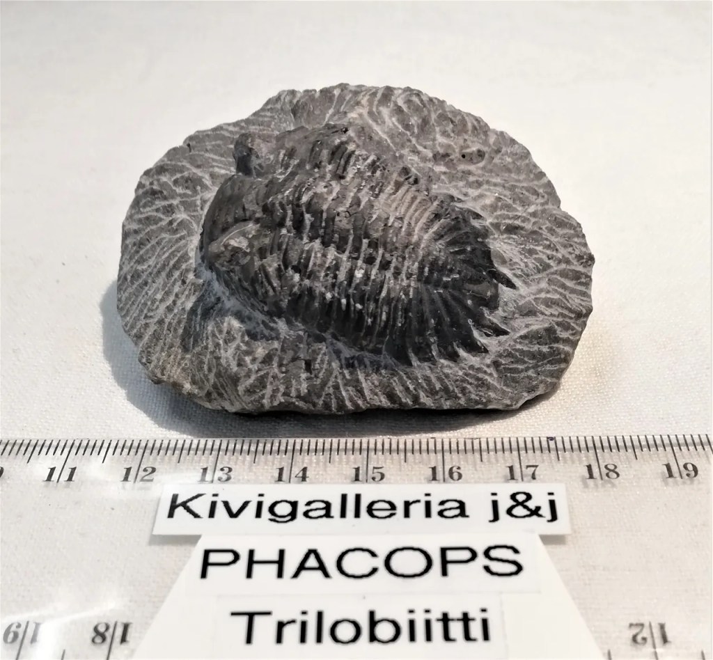 Coltraneia n.1, Marokko&nbsp;51,00€