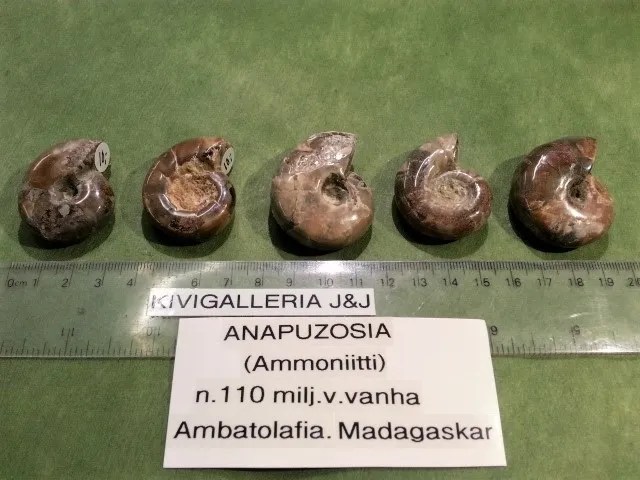 Ammoniitti Anapuzosia, Ambatolafia Madagaskar&nbsp;10,00€