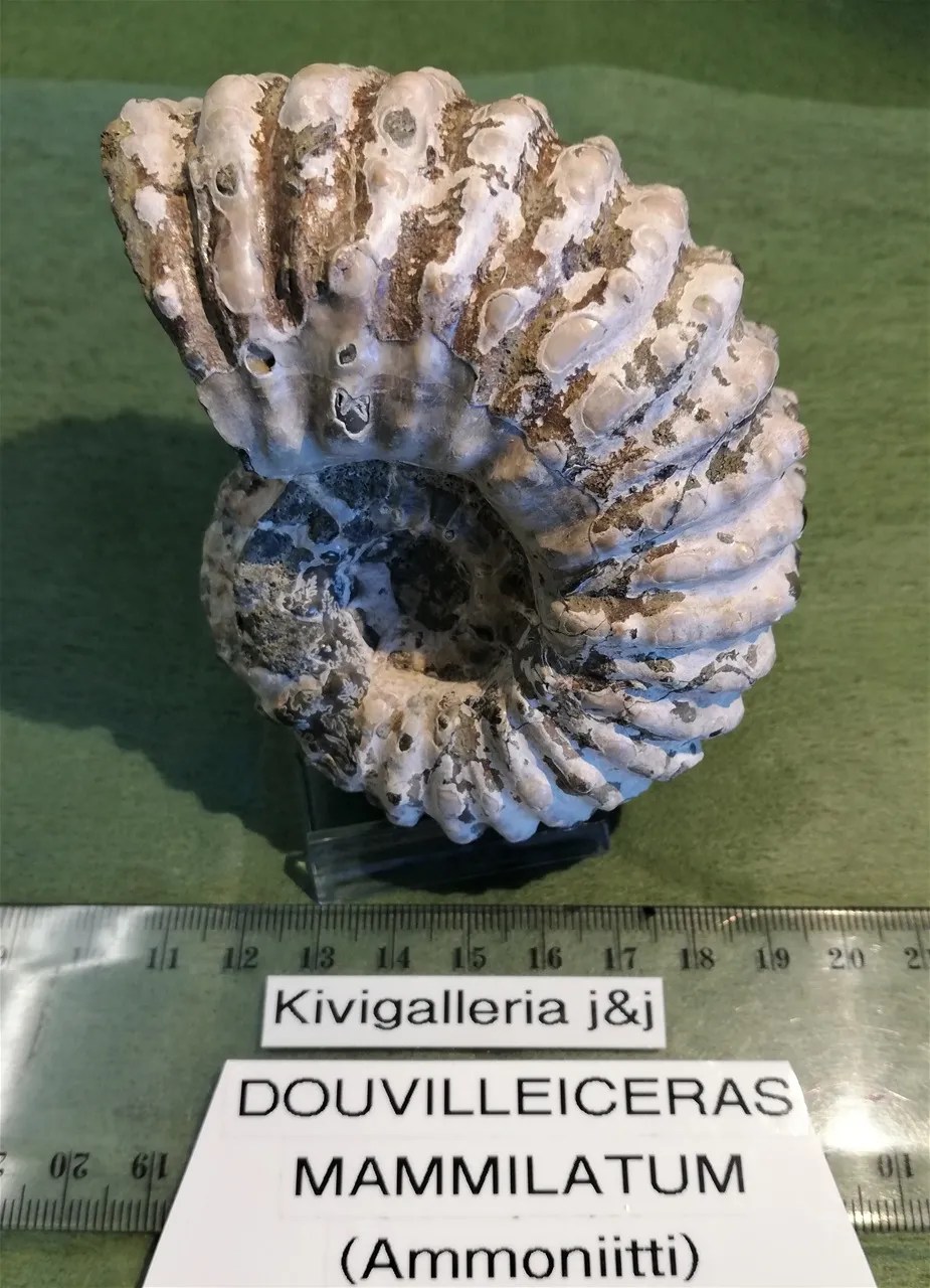 Douvilleiceras Mammilatum, Mahajunga Madagaskar&nbsp;106,00€